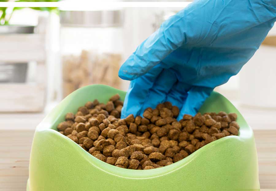 Bugs In Dog Food Article Feature 